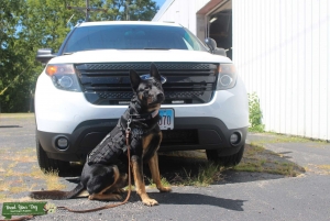 Black/tan Belgian Malinois Working dog Listing Image