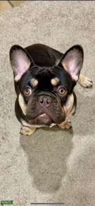 French bulldog proven producer overnight shipping availible Listing Image