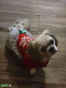Bailey Girl Listing Image