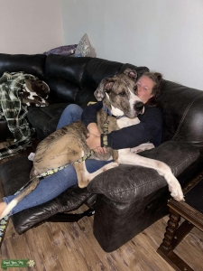 Blue Merle Great Dane Listing Image