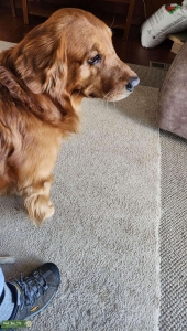 Handsome & Super Smart Male Golden Retriever Listing Image