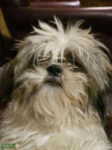 CKC Shih Tzu for Stud Listing Image