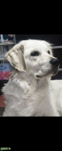 CREAM GOLDEN RETRIEVER FEMALE Listing Image