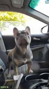 Lilac Tan-pt French Bulldog Listing Image