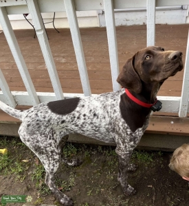Liver Roan German Shorthaired Pointer Listing Image