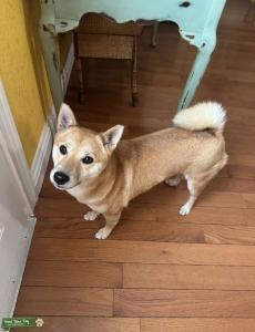 Looking to breed My Beautiful Girl Listing Image