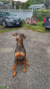 2 Year old Blue American Doberman Listing Image