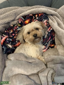 Shorkie Listing Image