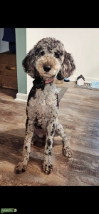 Sheepadoodle Female Listing Image