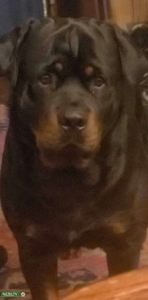 Purebred rottweiler  Listing Image