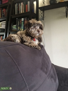Gunner the F1B mini goldendoodle  Listing Image