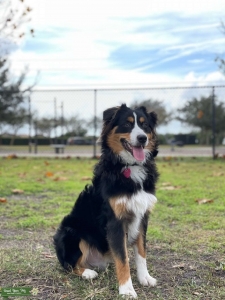 Tri Mini Australian Shepherd AKC Listing Image