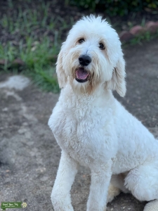 Looking for a registered poodle or doodle stud only  Listing Image