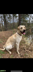 Yellow American lab stud Listing Image