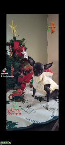 Chihuahua  Listing Image