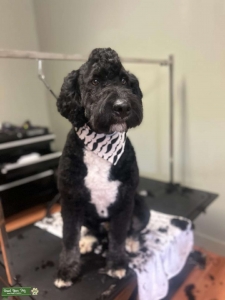 Large Bernerdoodle Lovebug Listing Image
