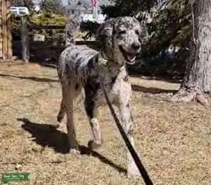 Standard Poodle Stud Listing Image