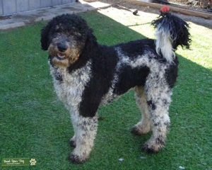 Labradoodle Stud (Multigeneration) Listing Image