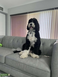 F1 bernedoodle Listing Image