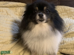 ACA Pomeranian stud Listing Image