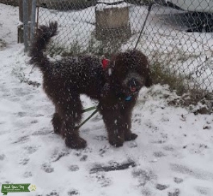 EXPERIENCED GOLDENDOODLE Listing Image