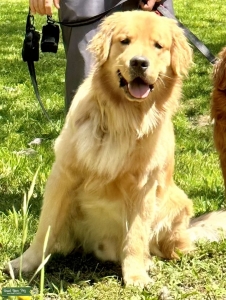 2 Year Old Male Listing Image