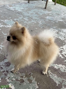 Akc White Pomeranian Male Listing Image