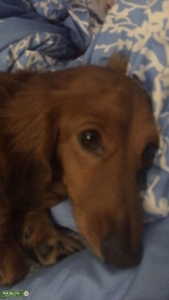 Miniature Dachshund Stud Listing Image