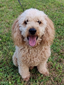 Miniature Poodle Stud Listing Image
