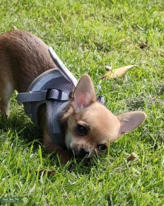 Female needing Stud Listing Image