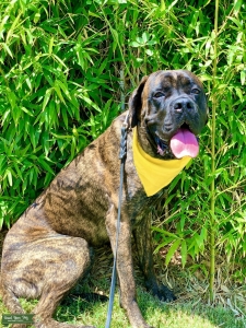 Gentle Brindle AKC Registered Mastiff Listing Image