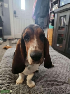 Purebred and AKC Registered Listing Image
