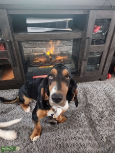 Purebred AKC registered Bassett Hound Listing Image