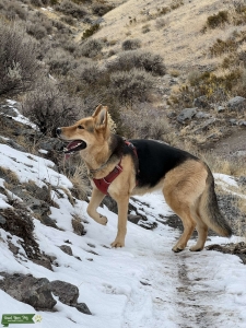 Athletic GSD/Siberian Husky + Malamute Cross Listing Image