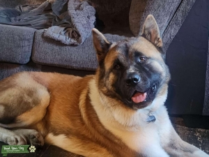 American Akita Listing Image
