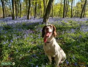 English springer spaniel for stud Listing Image