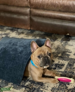 Red Fun Loving French Bull Dog Listing Image