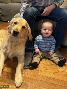Golden Retriever. Big Boy. Good Boy. Listing Image