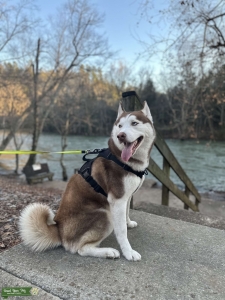 Red Siberian Husky  Listing Image