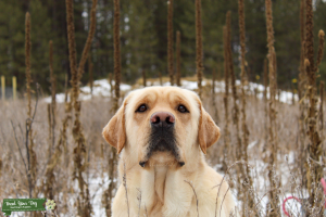 AKC OFA UKRAINE IMPORT Listing Image
