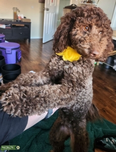 Chocolate Mini Golden Bernedoodle 22lbs  F2bb.  Listing Image