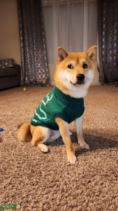 Shiba Inu male is looking for a girlfriend  Listing Image