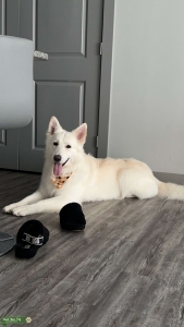 White German shepherd  Listing Image