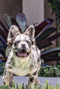 Shipping Worldwide: Tri Fluffy Merle Stud! F9 O (DNA) = AT/a d/d Ele n/EM M/m L4 • NO Brindle 4-panel health clear Listing Image