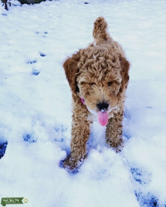 F1bb Mini Goldendoodle Listing Image