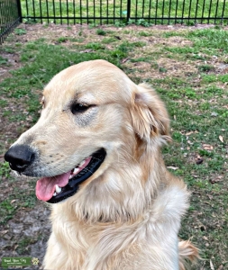 AKC registered Stud Ready Listing Image