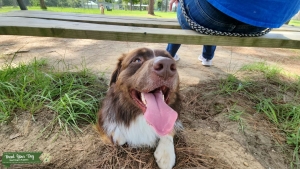 Red Tri Australian Shepherd Listing Image