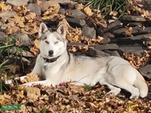 Looking for Male Husky Listing Image