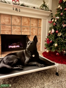AKC Black German Shepherd Working Line Listing Image