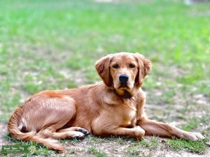 Golden Retriever  Listing Image
